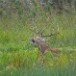 Stag 270909